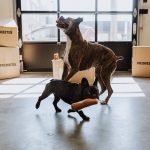 Pappy Cigar Plush Dog Toy - Image 4